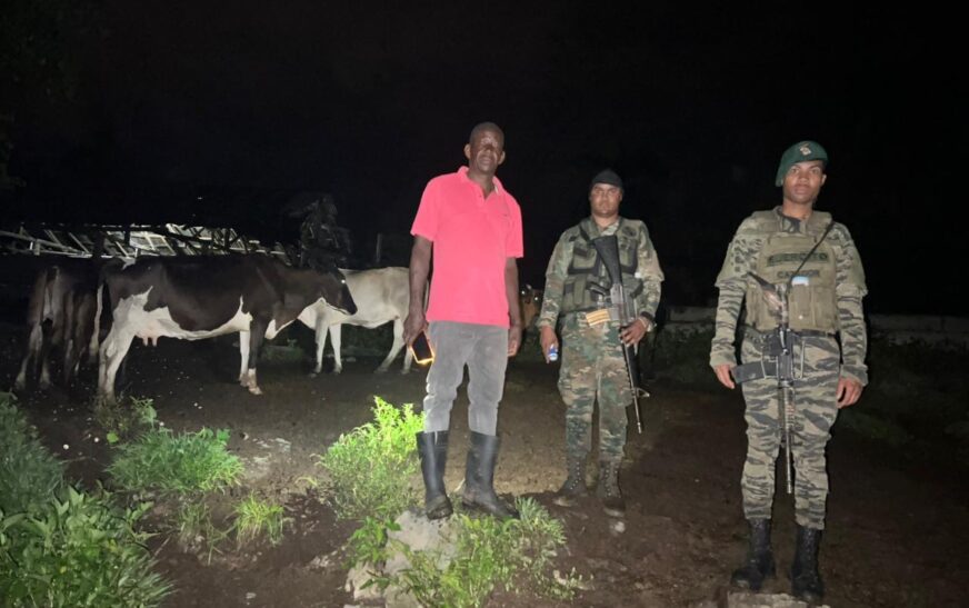 Ejército recupera 18 reses sustraídas en Loma de Cabrera, Dajabón